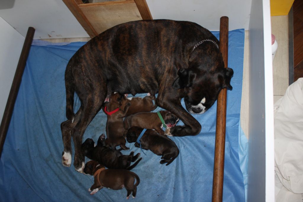 Chiot Boxer Du Chemin De La Roche