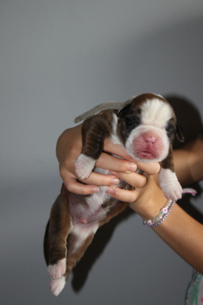 Du Chemin De La Roche - Chiots disponibles - Boxer