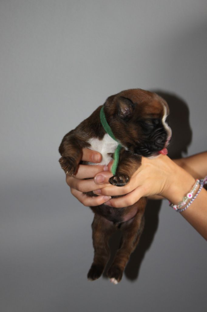 Du Chemin De La Roche - Chiots disponibles - Boxer